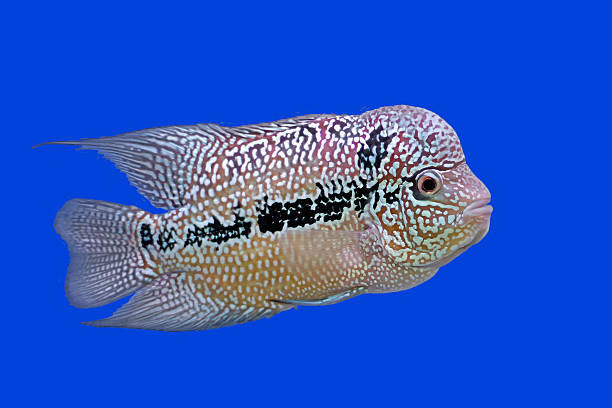 istock flowerhorn cichlid or cichlasoma fish 481089956