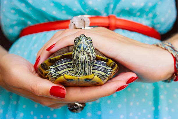 Trachemys scripta. Freshwater red eared turtle in woman hands