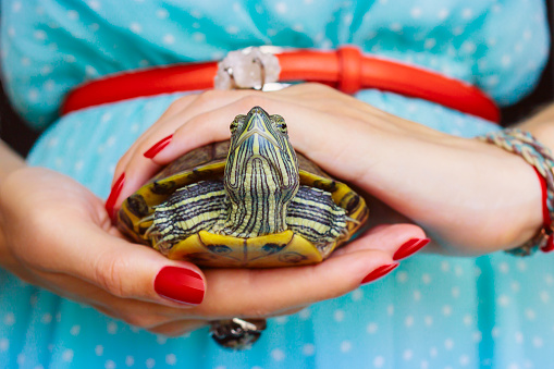 woman holding a Freshwater red eared turtle. Trachemys scripta. Close-up, place for your text