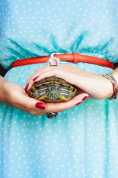 istock Trachemys scripta. Freshwater red eared turtle in woman hands 481090178