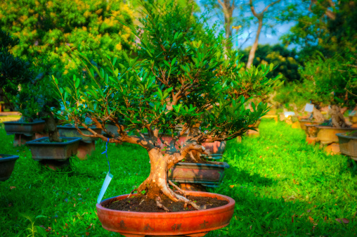 The Japanese tradition to grow bonsai trees