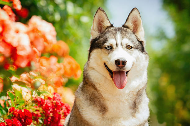 istock Nordic dogs in the summer. 481090392