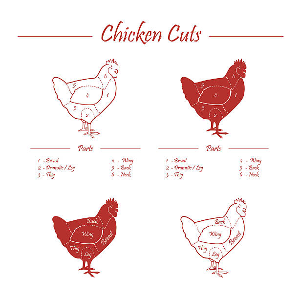 illustrazioni stock, clip art, cartoni animati e icone di tendenza di schema tagli di carne di pollo - shrank