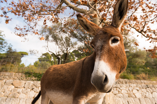 Close up portrait of a catalonian donkey in Mallorca, Balearic Islands, Spain. December 2014