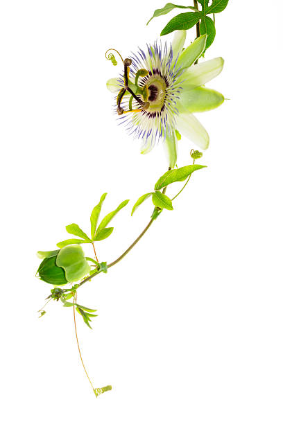 istock passionflower with a bud on the white 481090819