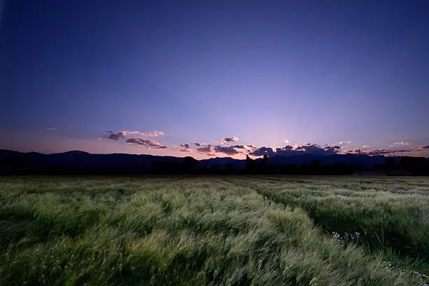 Evening of early summer, wheat fields of the landscape