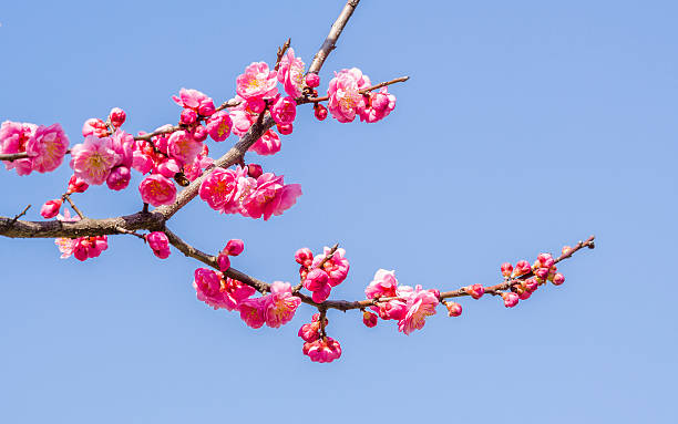 istock Flowers in spring series: plum blossoming in spring 481091013