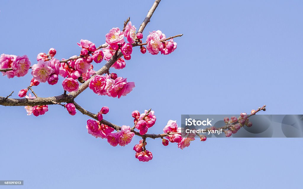 Flowers in spring series: plum blossoming in spring Flowers in spring series: plum blossoming in spring, it is the only remaining last winter flower, is the earliest blooming flower in spring. It shows struggle and pride. Asia Stock Photo