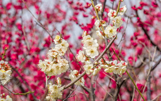 Flowers in spring series: plum blossoming in spring, it is the only remaining last winter flower, is the earliest blooming flower in spring. It shows struggle and pride.