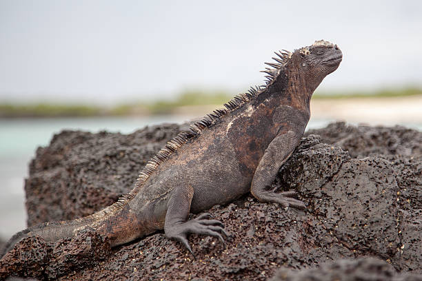 istock Marine iguana on the brown volcano beach 481091368