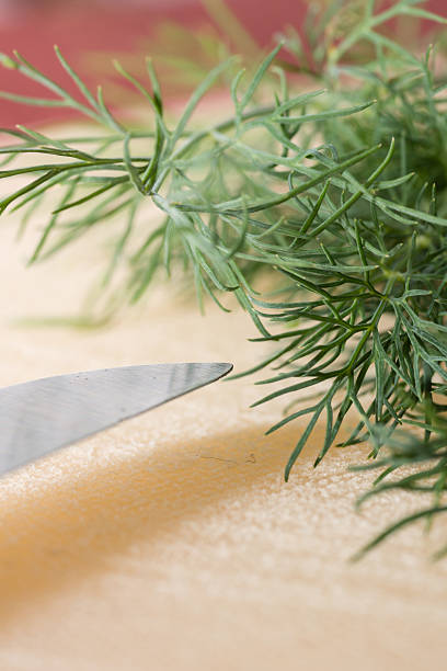 dill - herb plant seasoning nature stock-fotos und bilder