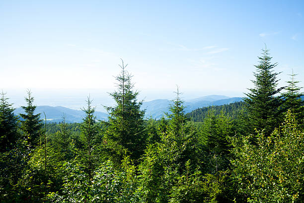 istock Fir trees of national park Black Forest 481094240