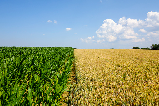 A Cornfield