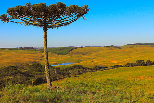 Please, you can see in the link below Landscapes of southern Brazil, border with Uruguay and Argentina: beautiful pampa gaucho, fields, sunsets, sunrises, canyons, estancias (ranch, farms) and much more!!