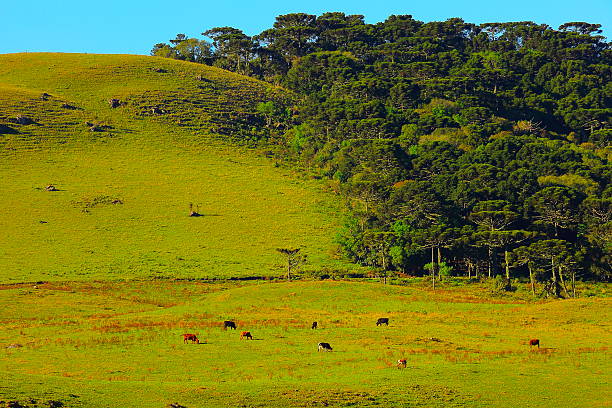 araucaria e mucche al pascolo pampa paesaggio, sud del brasile - sunrise leaf brightly lit vibrant color foto e immagini stock