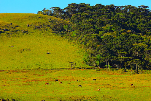 Please, you can see in the link below Landscapes of southern Brazil, border with Uruguay and Argentina: beautiful pampa gaucho, fields, sunsets, sunrises, canyons, estancias (ranch, farms) and much more!!