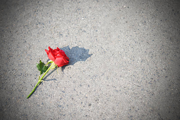 istock Red rose on the concrete floor 481094743