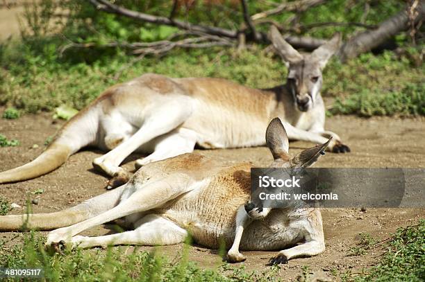 Kangaroos Foto de stock y más banco de imágenes de Animal - Animal, Australia, Canguro