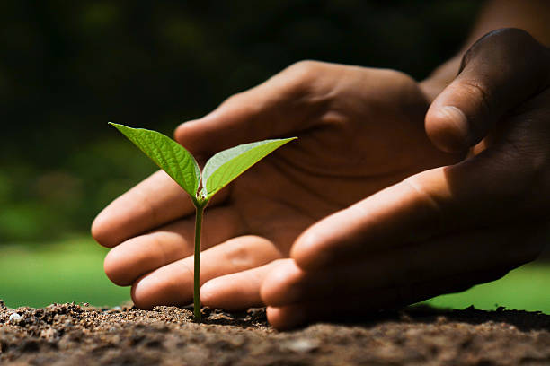istock growing and nurturing young green plant 481095762