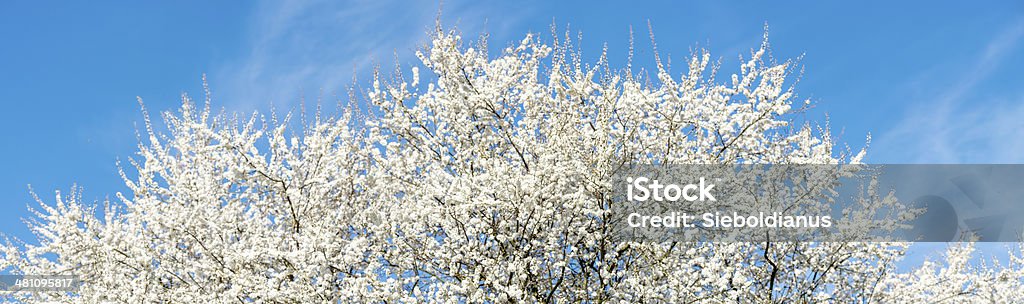Large format photo of flowering tree (Mirabelle plum) on blue_sky. Large format photo of flowering tree (Mirabelle plum, Prunus domestica subsp. syriaca) in spring on blue sky. Blossom Stock Photo