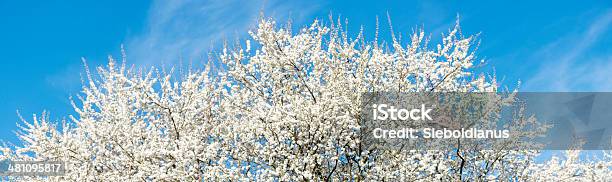 Large Format Photo Of Flowering Tree On Bluesky Stock Photo - Download Image Now