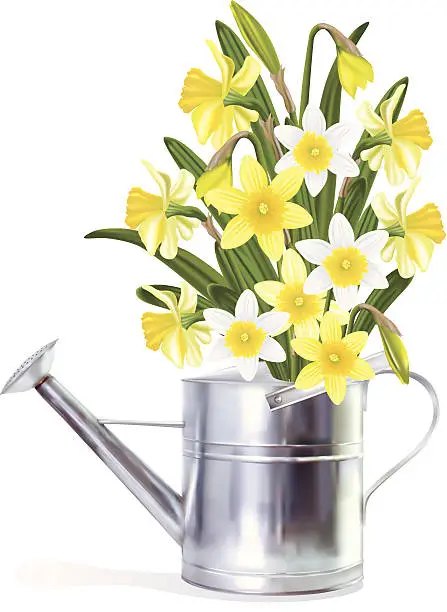 Vector illustration of Daffodils In A Watering Can