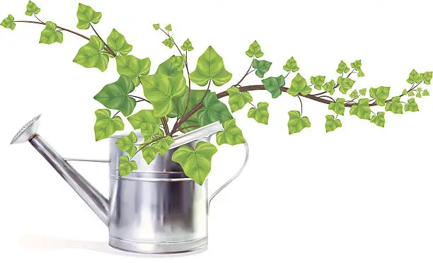 Vector illustration of Watering Can Filled With English Ivy