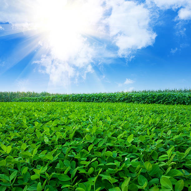 Peanut field ★Lightbox: Agricultural development  peanut crop stock pictures, royalty-free photos & images