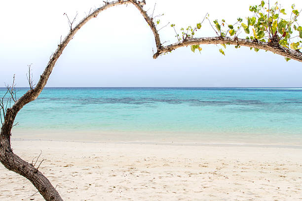 istock Heart-shaped tree on a beach overlooking the sea 481098282