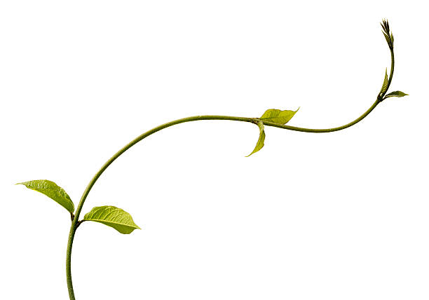 Climbing plant isolated on white. A liana creeper plant isolated on white, clipping path included. liana stock pictures, royalty-free photos & images