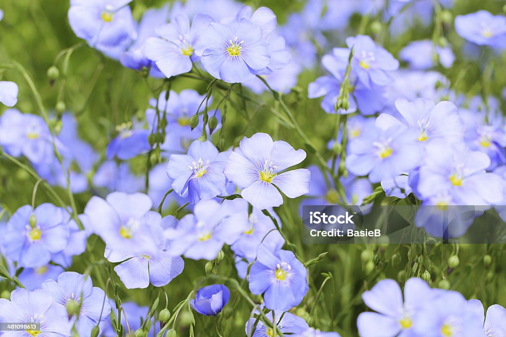 Linum usitatissimum - Lizenzfrei Flachs Stock-Foto