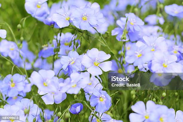 Linum Usitatissimum Stockfoto und mehr Bilder von Flachs - Flachs, Blume, Leinsamen