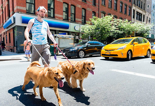 This is a horizontal, color, royalty free stock photograph of a white Mexican man who is a professional dog walker in New York City. He walks and spends time with pet dogs, man's best friend outdoors in urban Manhattan on a summer day. Photographed with a Nikon D800 DSLR camera.