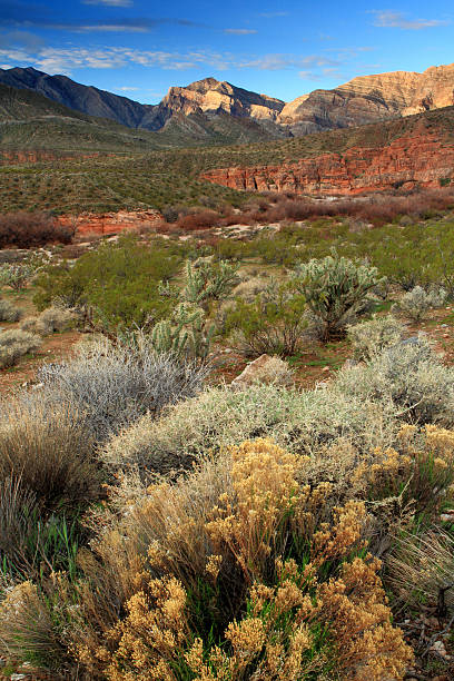 istock Morning at Virgin River Canyon 481098787