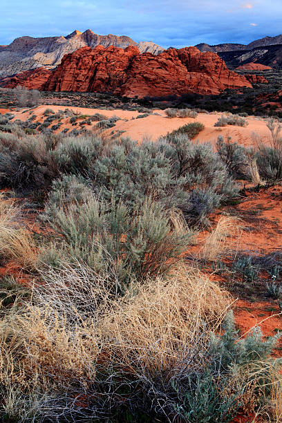 istock Morning at Snow Canyon State Park 481098799