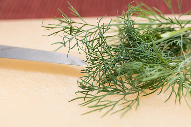 dill - herb plant seasoning nature stock-fotos und bilder