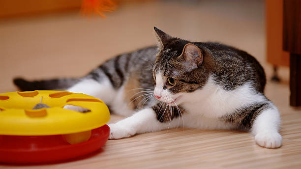 istock Striped with white the cat plays with a toy. 481099178
