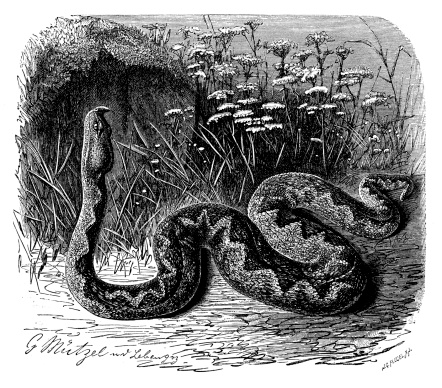 Antique illustration of horned viper (Vipera ammodytes)