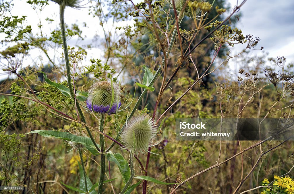 Thistles e ervas daninhas em pântanos - Foto de stock de Cabeça da flor royalty-free