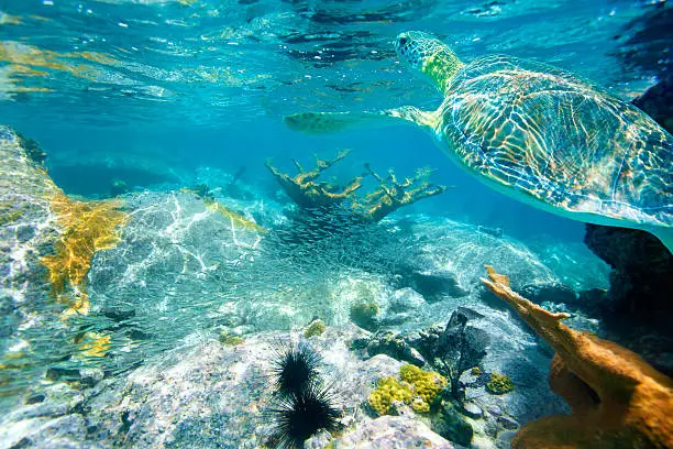 Photo of loggerhead sea turtle swimming above the coral reef, St.John, USVI