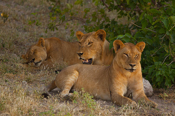 istock Group of Lionesses relaxing in the shade. 481099946