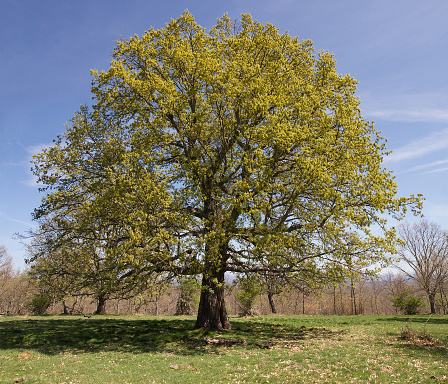 Big oak centennial and leafy crown in spring - Roble centenario grande y de copa frondosa en primavera