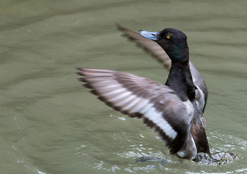 Greater scaup (Aythya marila)