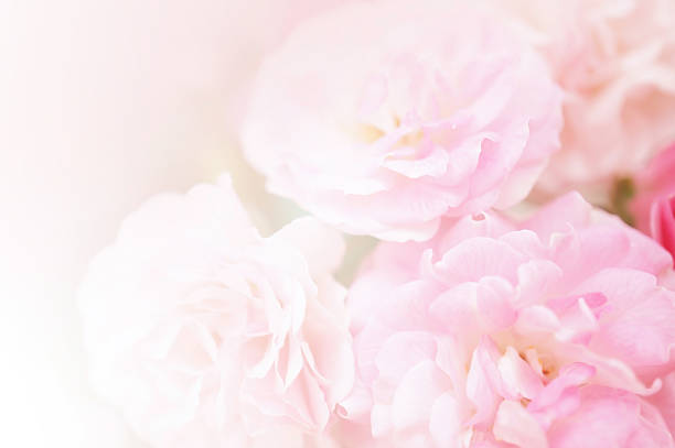 istock sweet roses, in soft style 481101486