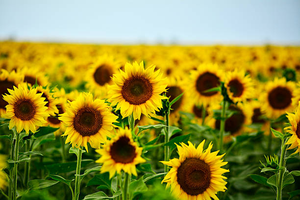 большое поле с «подсолнухи» - sunflower field single flower flower стоковые фото и изображения