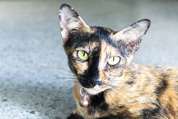istock yellow and black flur cat 481101686