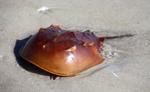 granchio a ferro di cavallo sulla spiaggia - granchio reale foto e immagini stock