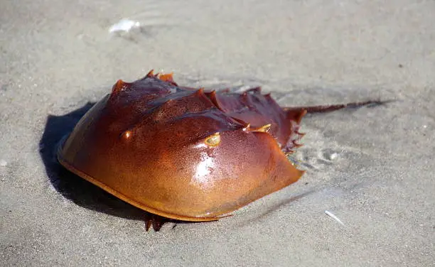 horseshoe crab on a sandy beach in Cocoa Beach, Fl