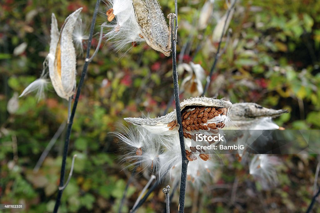 Erbaccia di seta - Foto stock royalty-free di Ambientazione esterna