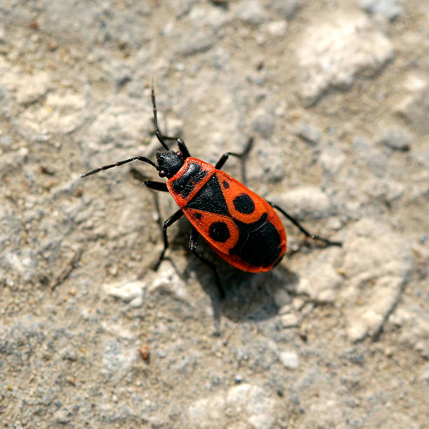 1,500+ Firebug Stock Photos, Pictures & Royalty-Free Images - iStock